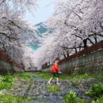 Busan: Jinhae Cherry Blossom Day & Night or 1 Day Tour - Transportation, Duration, and Group Size