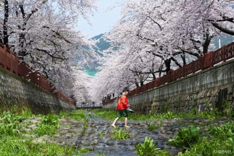 Busan: Jinhae Cherry Blossom Day & Night or 1 Day Tour - Transportation, Duration, and Group Size