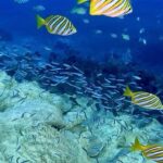 Busselton: 4 Mile Reef Guided Scuba Diving Tour - What to Expect from Your 2.5-Hour Adventure