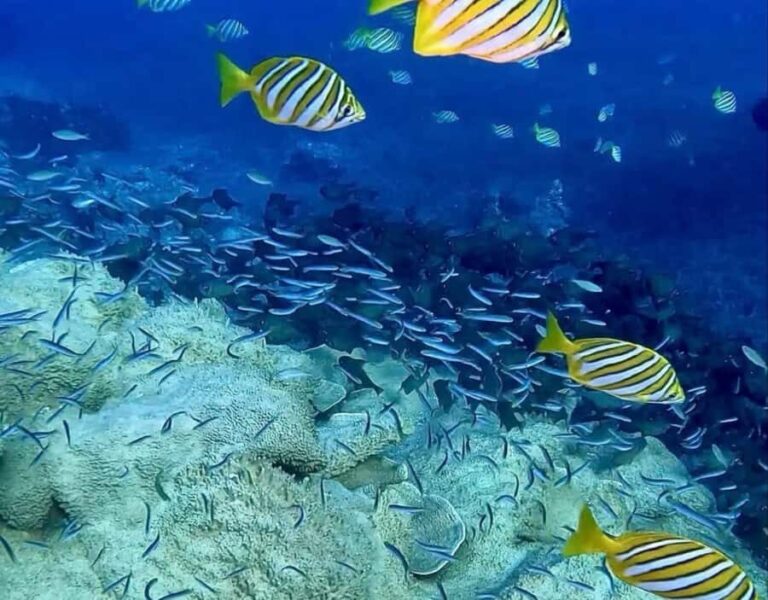 Busselton: 4 Mile Reef Guided Scuba Diving Tour - What to Expect from Your 2.5-Hour Adventure