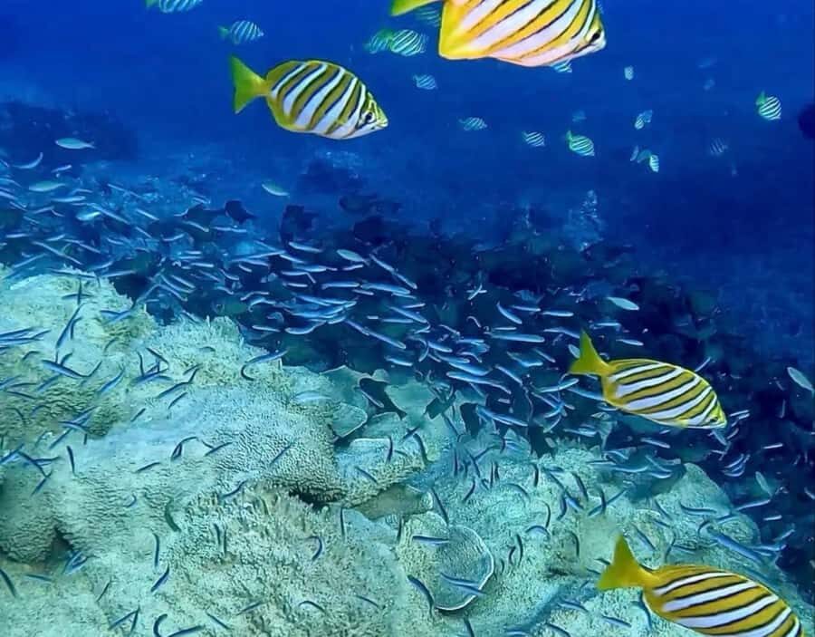 Busselton: 4 Mile Reef Guided Scuba Diving Tour - What to Expect from Your 2.5-Hour Adventure