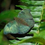 Butterfly and Dragonfly Watching Tours in Sinharaja Rainforest - Key Points