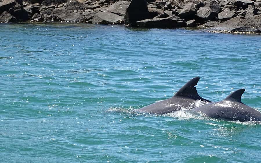 Byron Bay: Brunswick River Eco-Cruise with Brunch