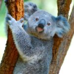 Byron Bay: Wildlife and Waterfall Tour with Breakfast - Final Thoughts