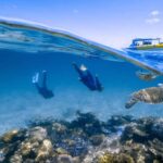 Cairns : 2 Days Daintree & Reef Experience - What Reviewers Say and What You Can Expect