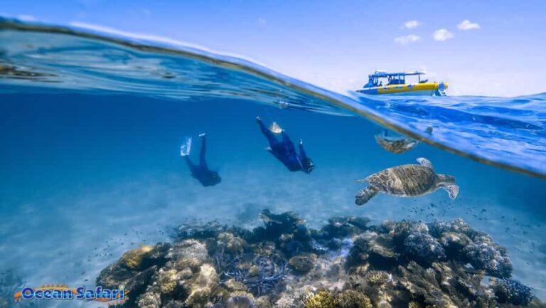 Cairns : 2 Days Daintree & Reef Experience - What Reviewers Say and What You Can Expect