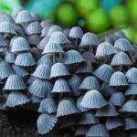 Cairns Botanic Gardens: Mushroom Photography Tour - What to Expect from the Mushroom Photography Tour