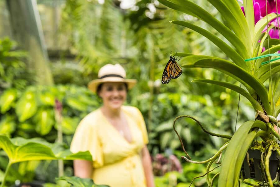 Cairns: Cairns City Sights & Surrounds Half Day Tour - What to Expect and Practical Details