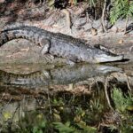 Cairns Cruise Ship Shore Excursion Crocodile and Wildlife Park - The Experience in Depth
