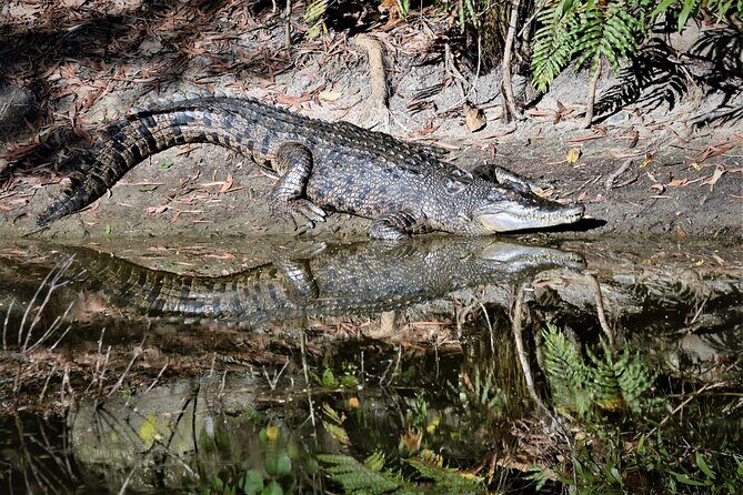 Cairns Cruise Ship Shore Excursion Crocodile and Wildlife Park - The Experience in Depth