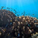 Cairns Great Barrier Reef Snorkel and Flight Adventure - Why This Tour Offers Good Value