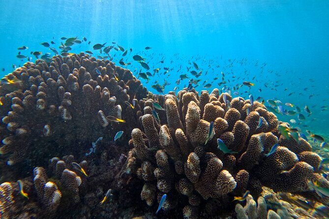Cairns Great Barrier Reef Snorkel and Flight Adventure - Why This Tour Offers Good Value