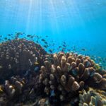 Cairns: Great Barrier Reef Snorkel and Scenic Flight - The Itinerary: What You Can Expect