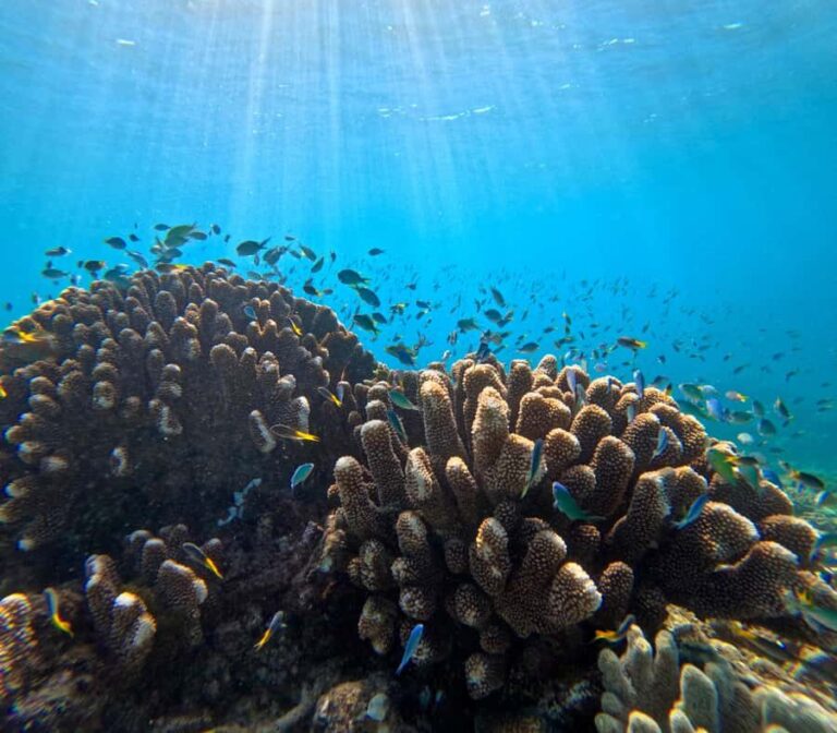 Cairns: Great Barrier Reef Snorkel and Scenic Flight - The Itinerary: What You Can Expect