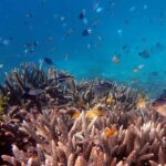 Cairns: Outer Great Barrier Reef & Dunk Island Small Group - Why This Tour Works: The Balance of Comfort and Authenticity