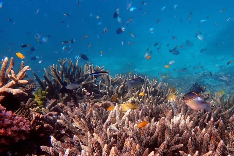 Cairns: Outer Great Barrier Reef & Dunk Island Small Group - Why This Tour Works: The Balance of Comfort and Authenticity
