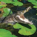 Cairns Shore Excursion: Crocodile & Wildlife Park Tour - Final Thoughts