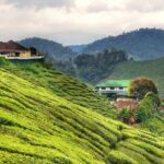 Cameron Highlands & Batu Caves Full-Day Tour - Authentic Experiences and Hidden Gems