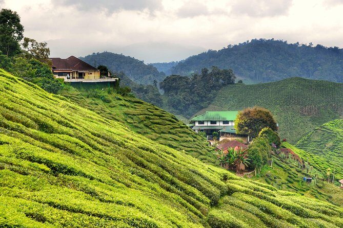 Cameron Highlands & Batu Caves Full-Day Tour - Authentic Experiences and Hidden Gems