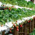 Cameron Highlands Day Tour From Kuala Lumpur 2025 - A Few Considerations