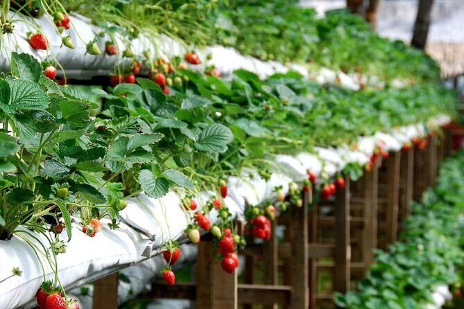 Cameron Highlands Day Tour From Kuala Lumpur 2025 - A Few Considerations