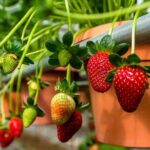 Cameron Highlands Day Tour From Kuala Lumpur (Private Tour) - What Does the Tour Offer in Value?