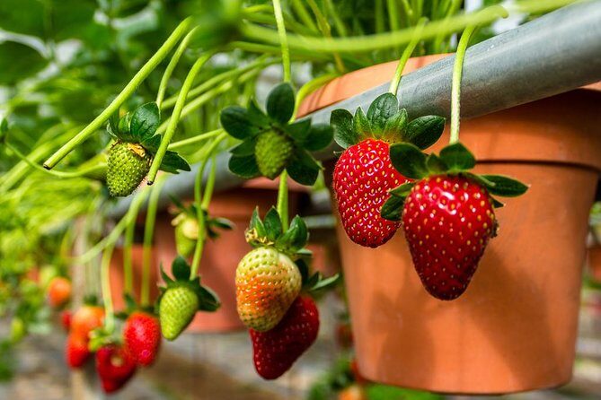 Cameron Highlands Day Tour From Kuala Lumpur (Private Tour) - What Does the Tour Offer in Value?