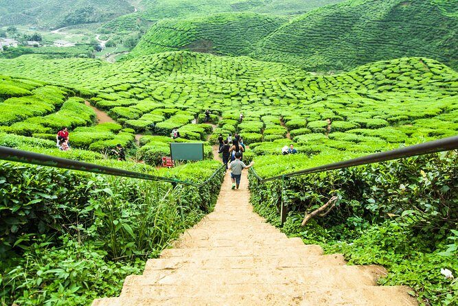 Cameron Highlands Day Trip - Authentic Insights from Travelers