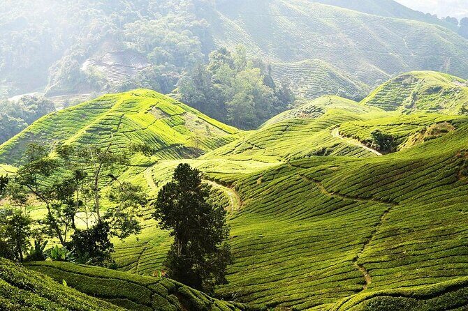 Cameron Highlands Full Day Join in Tour - Deep Dive into the Itinerary