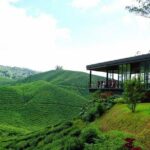 Cameron Highlands Full-Day Nature Tour - What to Expect from the Tour Experience
