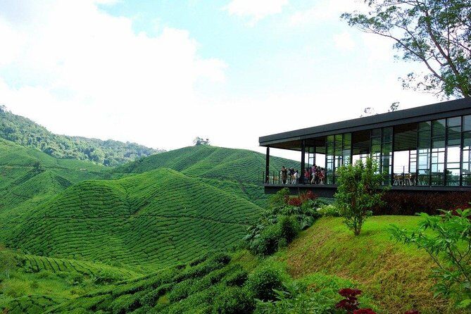 Cameron Highlands Full-Day Nature Tour - What to Expect from the Tour Experience