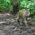 Can Gio Forest day trip by speedboat - What Travelers Are Saying (Based on Reviews)