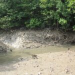 Can Gio Mangrove Biosphere Reserve 1 day - The Authentic Experience: Tips from Past Travelers