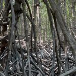 Can Gio Mangrove Forest Private Tour With Thanh An Island - Analyzing the Value: Is It Worth It?