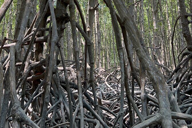 Can Gio Mangrove Forest Private Tour With Thanh An Island - Analyzing the Value: Is It Worth It?