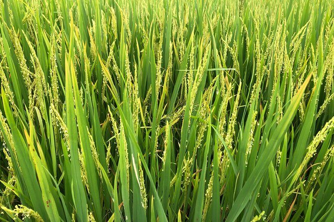 Can Tho Bike Tour - The Scenic Ride: 15 km of Authentic Countryside