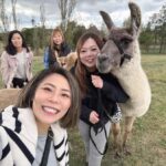 Canberra: Alpaca Adventure Farm Tour (morning tea included) - What to Expect: An Authentic Farm Encounter