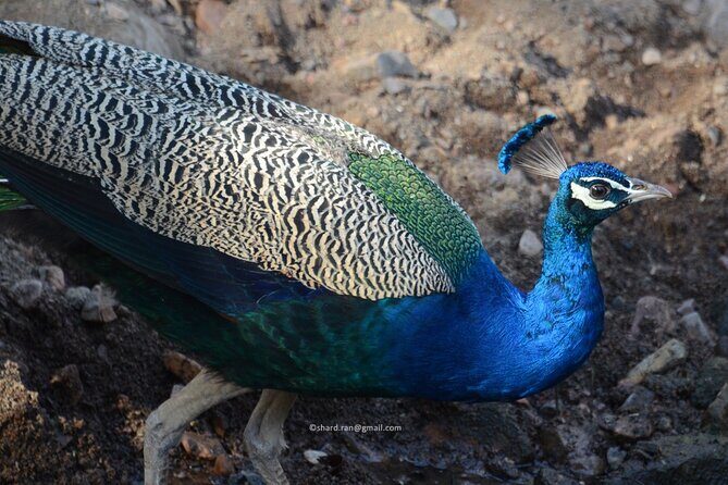 Canter Safari-Ranthambore National Park - The Itinerary in Detail