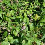 Cat Ba National Park Cycling Retreat Reconnect with Nature - The Authentic Experience: What Travelers Say