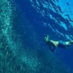 Cebu: 2 Days 1 Night City and Moalboal Tour Package - What Makes This Tour Stand Out