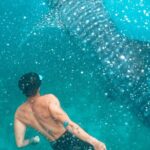 Cebu: Oslob Whale Shark Encounter & Sumilon Island Day Tour - Practical Details and What to Expect