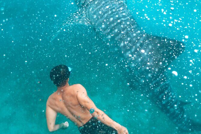 Cebu: Oslob Whale Shark Encounter & Sumilon Island Day Tour - Practical Details and What to Expect