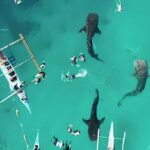 Cebu: Oslob Whale Shark Swimming & Kawasan Falls Canyoneering - Final Thoughts: Is This Tour Right for You?