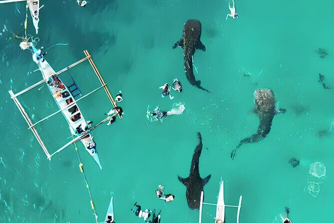 Cebu: Oslob Whale Shark Swimming & Kawasan Falls Canyoneering - Final Thoughts: Is This Tour Right for You?