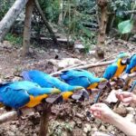 Cebu Safari Day Tour - Discovering Cebu Safari & Adventure Park