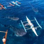 Cebu: Scuba Diving with Whale Sharks Trip in Oslob - The Whale Shark Encounters