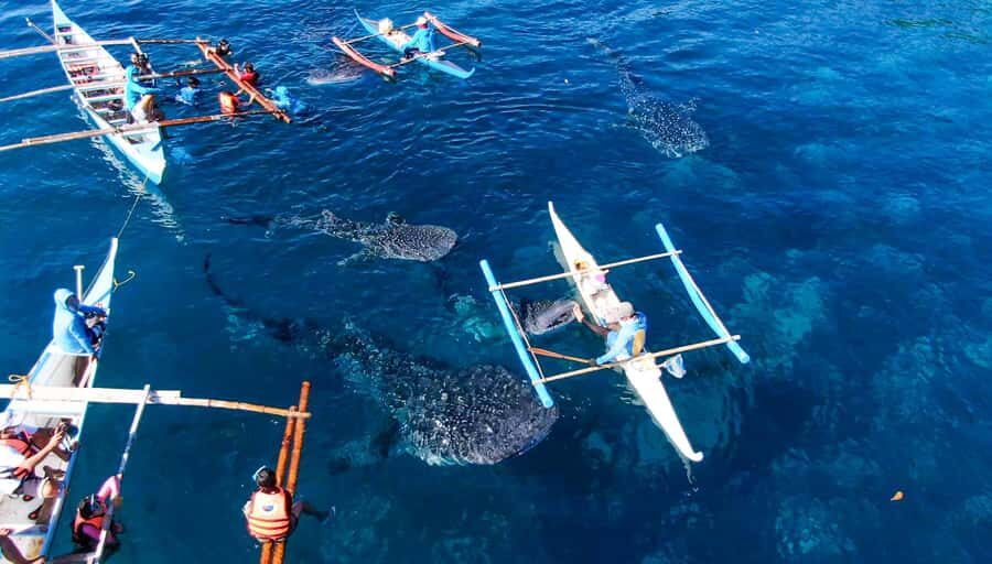 Cebu: Scuba Diving with Whale Sharks Trip in Oslob - The Whale Shark Encounters