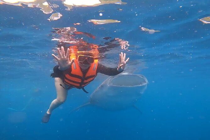 Cebu Splash Adventure: Swim with Sharks & Canyoneering + Lunch - Authentic Insights from Travelers