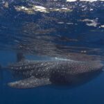 Cebu: Whaleshark Encounter, Sumilon Sandbar & Tumalog Tour - Detailed Breakdown of the Itinerary
