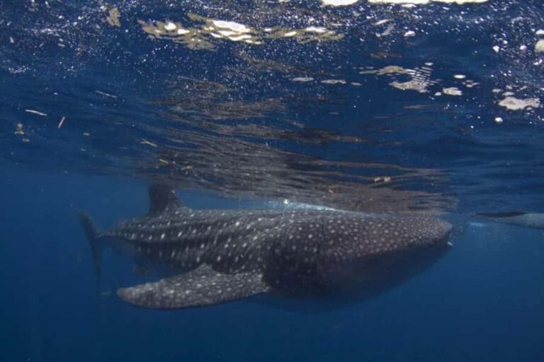 Cebu: Whaleshark Encounter, Sumilon Sandbar & Tumalog Tour - Detailed Breakdown of the Itinerary